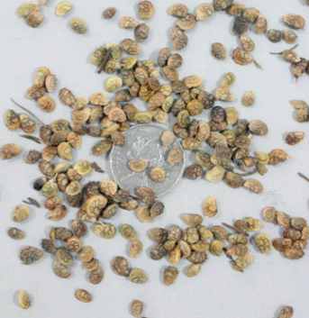 批發(fā)優(yōu)質(zhì)牧草種子 精品紅豆草種子綠植花卉種子 品種齊全