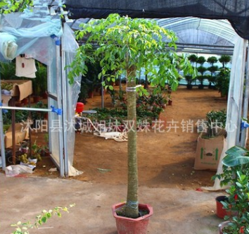 批發大型幸福樹 平安樹 ，室內盆栽 ，凈化空氣，吸甲醛，