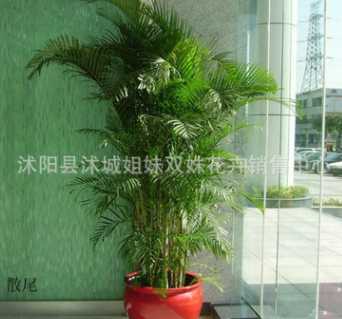 批發(fā)大型室內(nèi)盆栽鳳尾竹 ，散尾葵，綠植花卉 盆景植物，凈化