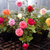 歐月藤本月季花苗庭院陽臺盆栽花卉多花薔薇爬藤植物玫瑰四季開花
