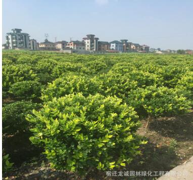 優質金森女貞球 基地直銷園林綠化植物女貞球