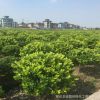 優(yōu)質金森女貞球 基地直銷園林綠化植物女貞球