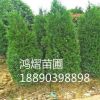 苗圃直銷 1.5~2米 綠化苗木龍柏樹 四季常青