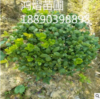 直銷綠化無刺枸骨球 30~50球類 庭院、盆栽、園林工程 觀賞植物