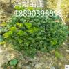 直銷綠化無刺枸骨球 30~50球類 庭院、盆栽、園林工程 觀賞植物