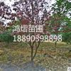 湖南優質綠化樹木紅葉李 工程苗行道樹基地直銷凈化空氣現貨批發