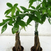 室內盆栽辦公桌面綠植花卉發財凈化空氣辮子發財樹桌面觀葉盆栽