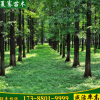 出售水杉樹苗水杉綠化苗耐水濕速生水杉苗夏騫苗木基地發貨
