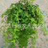 大量批發綠植盆栽植物常青藤 常春藤盆栽 辦公室桌面擺放 不含盆