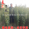 基地大量供應大葉女貞樹苗大葉女貞小苗綠化工程苗行道樹規格齊全