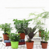 盆栽植物桌面室內陽臺綠植花卉盆栽四季常青植物基地直銷批發零售