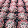 林杰安娜 實物拍攝 3-4cm 多肉植物紅色肉肉