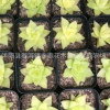 黃金凝脂菊4-6cm實物拍攝 玉露周正品相多肉植物盆栽