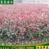 直銷紅葉石楠苗綠化苗色塊綠化小苗優良紅葉石楠球