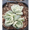 可愛玫瑰3頭 約3-4cm 擇優發貨