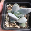 原始小夜衣 正版小夜衣 實物拍攝 約3cm 擇優發貨多肉植物批發