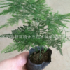 批發文竹盆景花卉迷你盆栽植物綠色防幅射辦公室小型室內盆景植物