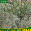 熱銷紅花紫薇樹規格齊全當年開花紅花紫薇樹苗紫薇樹