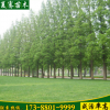 江蘇基地直銷各種規格水杉樹園林景觀綠化公園工程綠化水杉