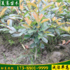 供應高度50公分紅葉石楠紅羅賓小苗紅葉石楠苗工程苗綠籬