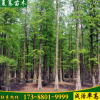 夏騫基地出售綠化水杉樹綠化工程批發