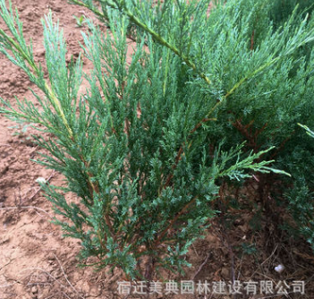 我公司大量批發(fā)沙地柏 工程用苗 道路護坡綠化