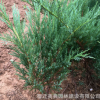 我公司大量批發(fā)沙地柏 工程用苗 道路護坡綠化