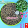 批發2018年新種子爬山虎種子帶殼綠化地錦包郵貨到付款