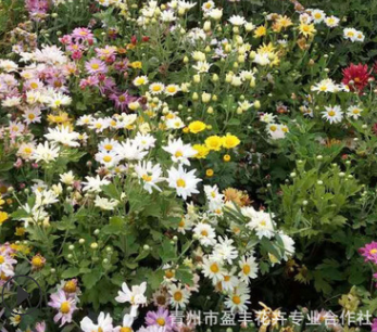 室內(nèi)植物花卉盆栽 地被菊凈化空氣地被植物 出售地被植物宿根系列