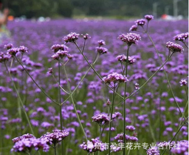 優質柳葉馬鞭草 多年生草本 長莖馬鞭草 抗倒伏 耐旱 耐高溫生產