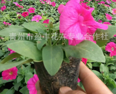 基地熱銷 優(yōu)質(zhì)矮牽牛 顏色鮮艷 種類多 矮牽牛花低價批發(fā)
