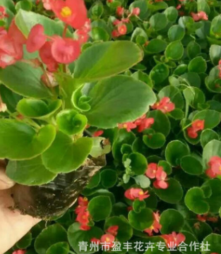 批發 四季開花 綠色花卉 四季海棠 綠植植物直銷 量大從優