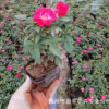 微型月季花苗 迷你玫瑰苗 室內(nèi)桌面 帶花發(fā)貨月季盆栽 迷你芳香型