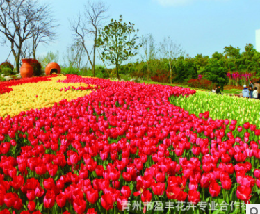 郁金香球根花卉室內盆栽花卉 郁金香種球苗木基地直銷青州基地栽