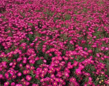 基地現貨供應荷蘭菊 地被菊品種齊全 盆景花卉批發市場
