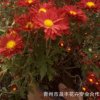 批發秋季精品菊花苗 國慶菊大苗 花卉植物綠植盆栽