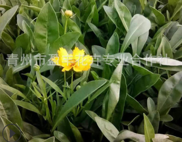 批發(fā) 草花花卉種子 大花金雞菊 重瓣金雞菊 基地直批 低價