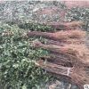 新中苗木基地大量出售花椒樹苗 適應能力強易成活