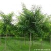工程綠化苗木批發(fā) 速生國槐苗 規(guī)格齊全 國槐樹苗