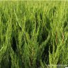 山東基地批發(fā)龍柏苗 綠化工程綠籬植物龍柏球 四季長青 量大從優(yōu)