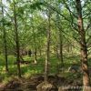 工程綠化苗 落羽杉 規(guī)格齊全 道路綠化 小區(qū)綠化苗木 落羽杉水杉