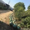 基地直銷雞爪槭樹苗 工程綠化喬木 青楓雞爪槭苗