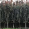批發(fā)苗圃園林綠化苗木 紅葉李小苗 紫葉李樹(shù)苗 根系發(fā)達(dá)
