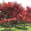 紅楓樹(shù)苗日本紅楓樹(shù)苗美國(guó)紅楓樹(shù)苗四季紅楓紅葉楓樹(shù)綠化苗木