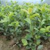 大量供應德昌油茶苗、容器袋油茶苗 一級苗木 二級苗木供應批發