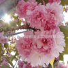 基地直銷綠化苗木櫻花樹苗 日本晚櫻 花卉易成活綠植規(guī)格全