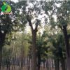 禾豐園 國槐樹苗 綠化工程 大小國槐樹苗行道樹