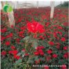 培育直銷 紅寶石月季 紅帽月季 豐花月季花 花卉