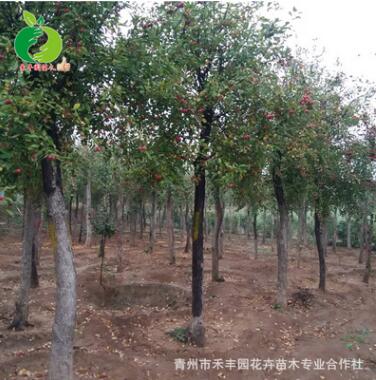 禾豐園海棠喬木銷售 海棠樹批發(fā) 適用綠化工程