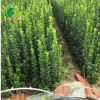 北海道黃楊 綠化觀賞景觀植物綠籬瓜子黃楊 北海道黃楊小苗